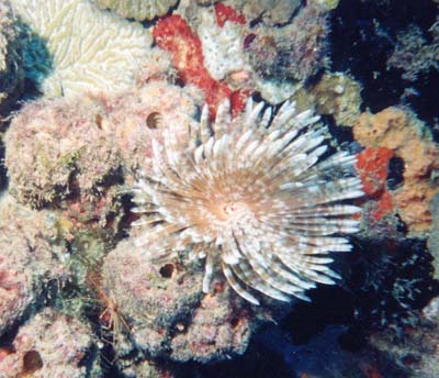 Magnificent Feather Duster Worm