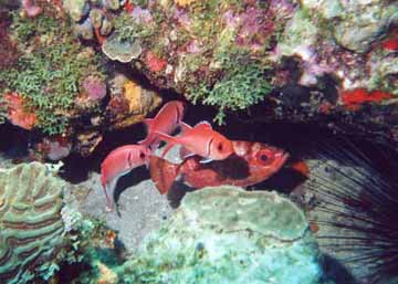 Glasseyed Snapper