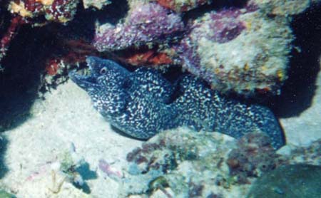 Spotted Moray