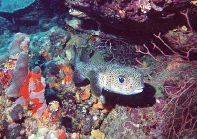 Porcupinefish