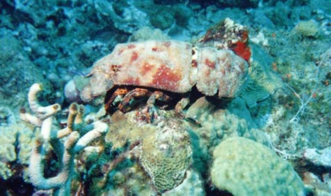 Spanish Lobster