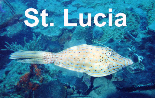 Scrawled Filefish