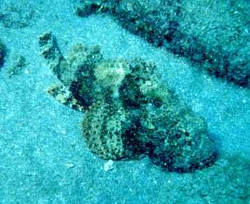 Stonefish
