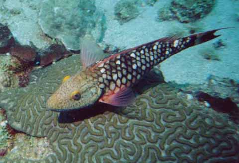 Stoplight Parrotfish
