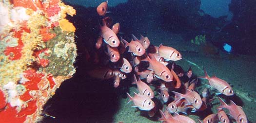 Cardnial fish
